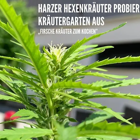 Lägenhet Harzer Healing Center 2024 Gemuetliche Landhauswohnung Mit Fussbodenheizung,xxl Kochinsel,xxl Regenduschen,modern,hochwertig,persoenlich,vollausgestattet *