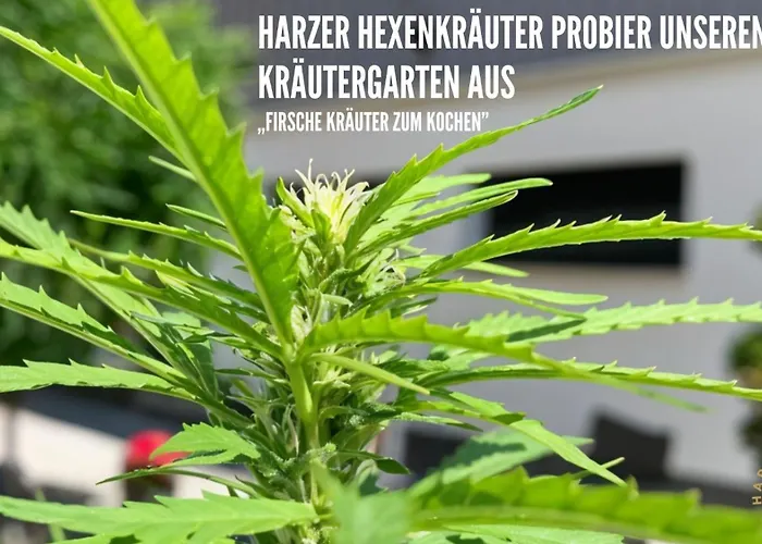 アパート Harzer Healing Center 2024 Gemuetliche Landhauswohnung Mit Fussbodenheizung,xxl Kochinsel,xxl Regenduschen,modern,hochwertig,persoenlich,vollausgestattet *